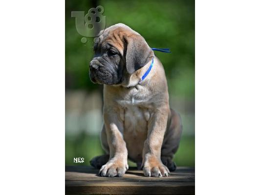 Cane Corso
